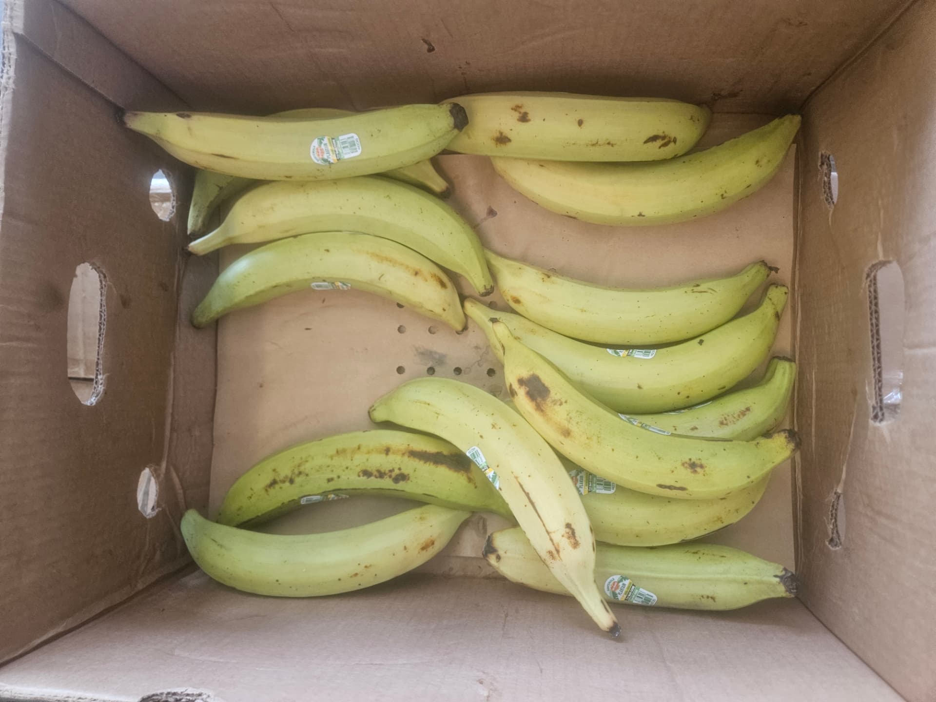 Fresh Green Plantains each
